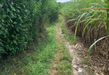 Chính chủ cần bán lô đất đẹp 1600m2 xã Sơn Hà, huyện Sơn Hoà, tỉnh Phú Yên.