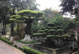 ☘️☘️Biệt Thự Vườn Tùng Ecopark 410m2 x 3 tầng Mt: 21m☘️☘️